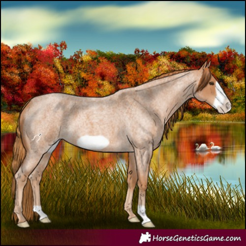 Horse Color:Red Roan Frame 