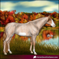 Horse Color:Red Roan Frame 