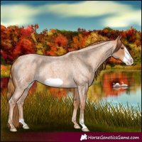 Horse Color:Red Roan Frame 