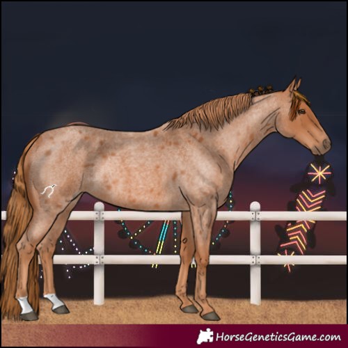 Horse Color:Red Roan Rabicano 