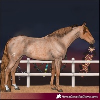 Horse Color:Red Roan Rabicano