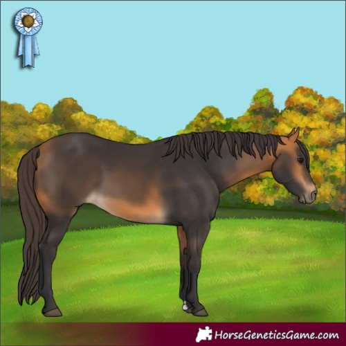 Horse Color:Buckskin 