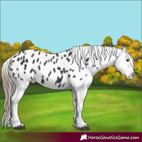 Horse Color:Smoky Black Appaloosa 
