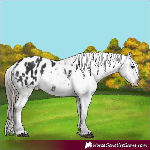 Horse Color:Black Appaloosa 