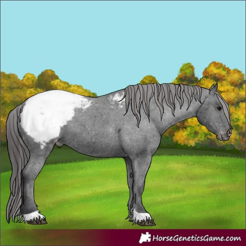 Horse Color:Black Appaloosa 