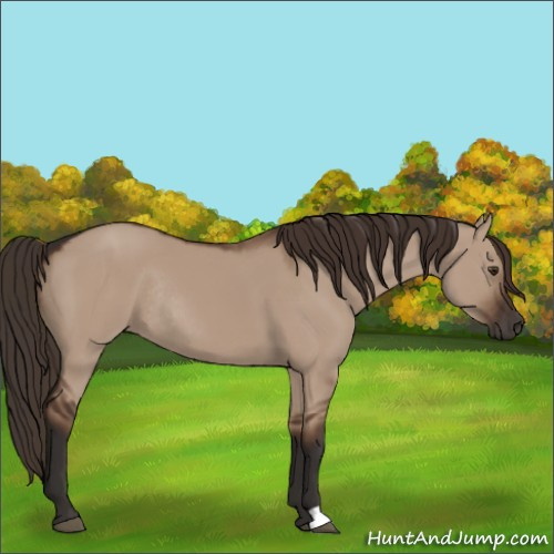Horse Color:Liver Red Dun Rabicano 
