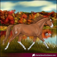 Horse Color:Chestnut Splash 