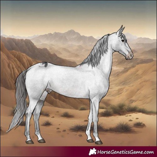 Horse Color:Brown Appaloosa 