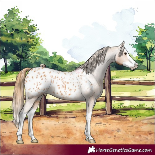 Horse Color:Chestnut Splash Appaloosa 