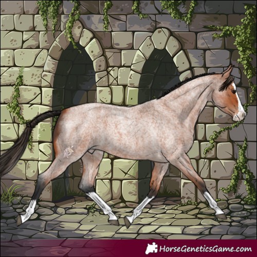Horse Color:Bay Roan Splash 