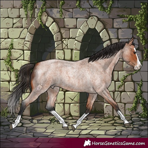 Horse Color:Bay Roan Splash 