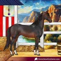 Horse Color:Brown 
