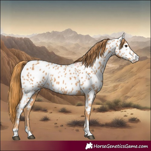 Horse Color:Chestnut Appaloosa 