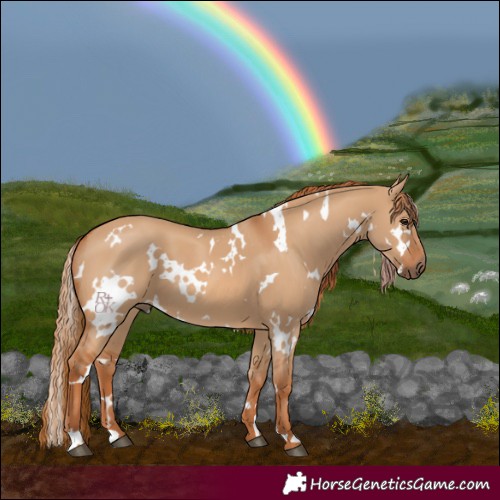 Horse Color:White Spotted Red Dun 