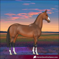Horse Color:Bay 