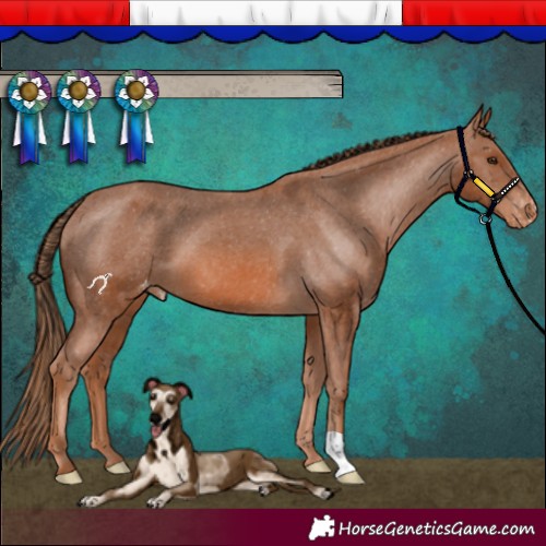 Horse Color:Chestnut Appaloosa 