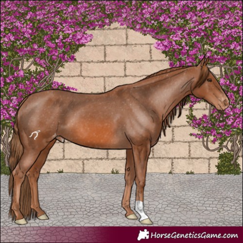 Horse Color:Chestnut Appaloosa 