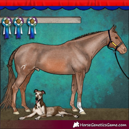 Horse Color:Chestnut Varnish 
