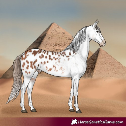 Horse Color:Bay Blanket 