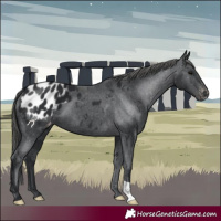 Horse Color:Black Appaloosa