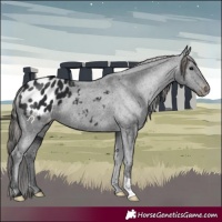 Horse Color:Black Blanket 