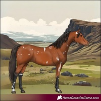 Horse Color:White Spotted Bay 