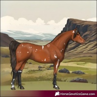 Horse Color:White Spotted Bay 