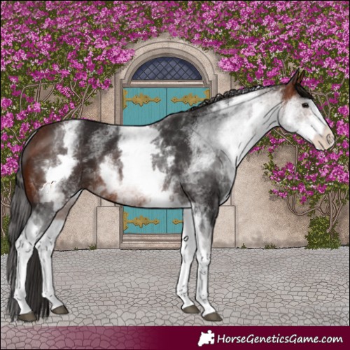 Horse Color:White Spotted Brown