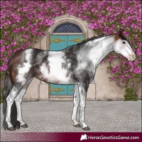 Horse Color:White Spotted Brown 