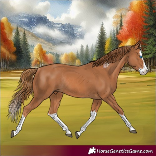 Horse Color:Chestnut Splash Rabicano 