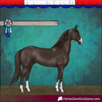 Horse Color:Liver Chestnut 