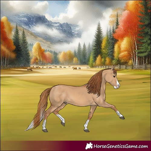 Horse Color:Red Dun Splash 