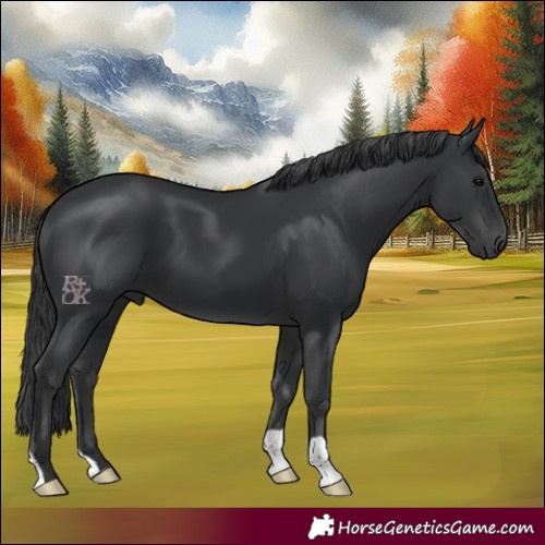 Horse Color:Black 