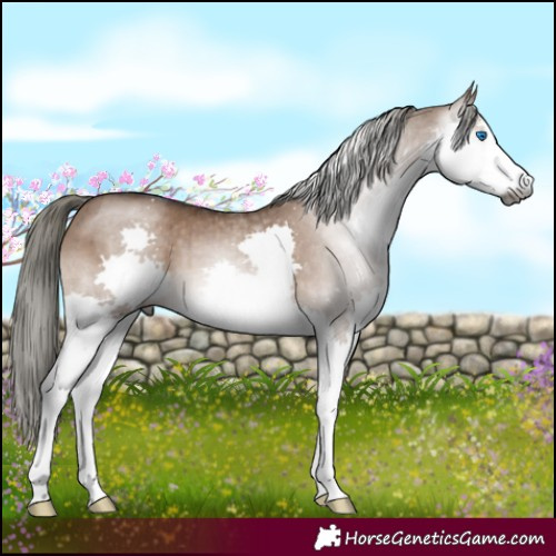 Horse Color:Gray White Spotted Liver Red Dun Mushroom Splash Brindle 