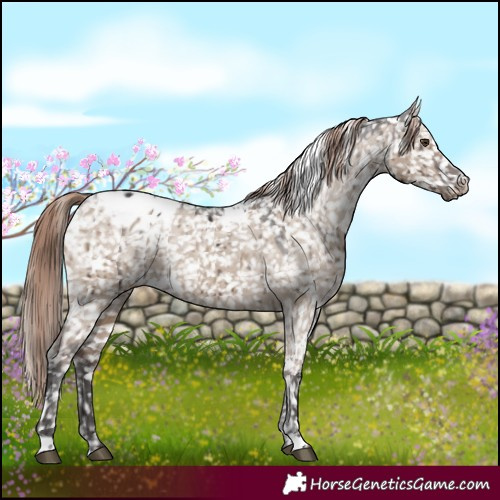 Horse Color:White Spotted Liver Red Dun Appaloosa Brindle 