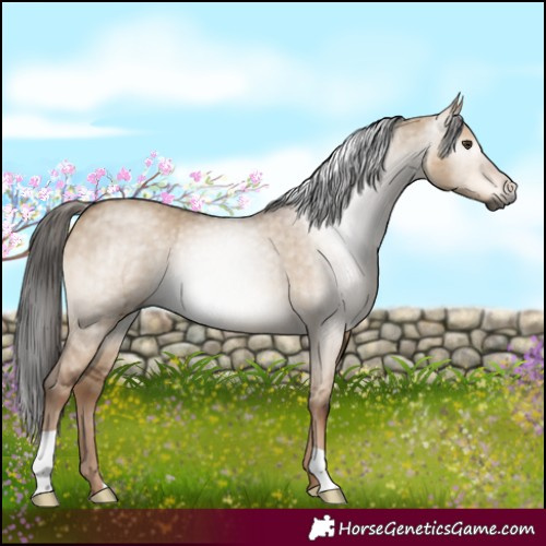 Horse Color:Gray Liver Red Dun Brindle 