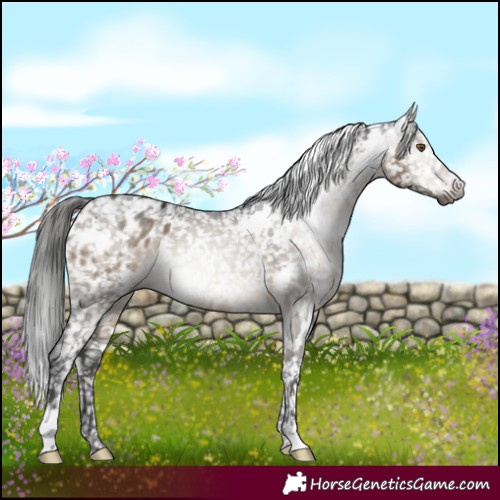 Horse Color:Gray White Spotted Brown Dun Appaloosa 