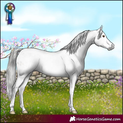 Horse Color:Gray White Spotted Brown Dun Appaloosa 