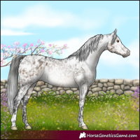 Horse Color:Gray White Spotted Brown Dun Appaloosa