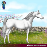 Horse Color:Gray White Spotted Brown Dun Blanket 
