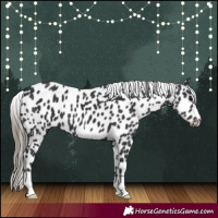 Horse Color:Black Appaloosa 
