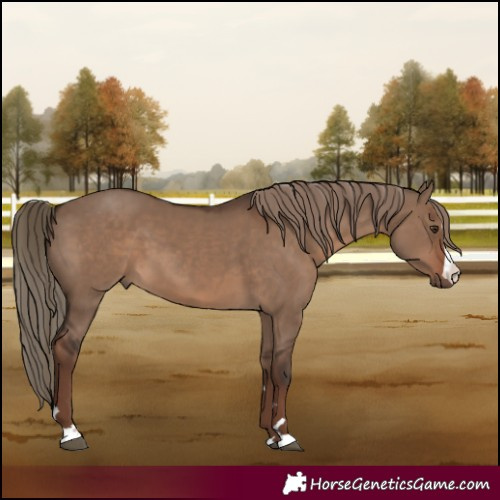 Horse Color:Liver Red Dun 