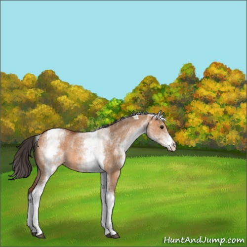 Horse Color:White Spotted Bay Dun Tobiano Rabicano 
