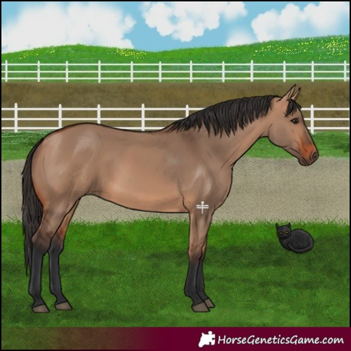 Horse Color:Bay Dun 