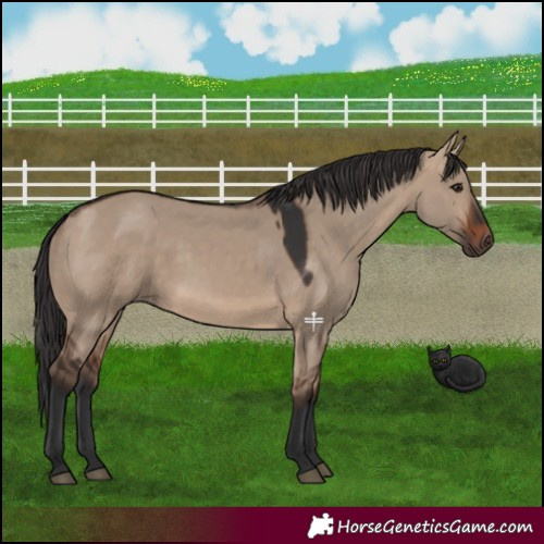 Horse Color:Brown Dun 