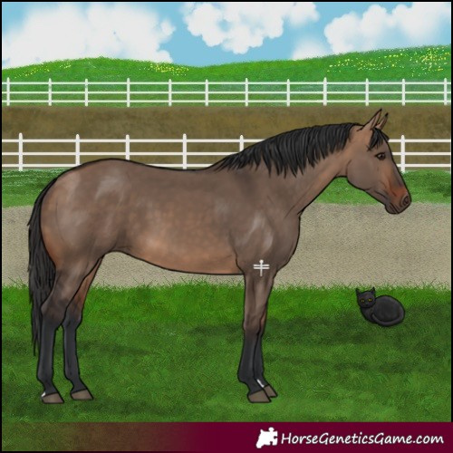 Horse Color:Bay Dun 
