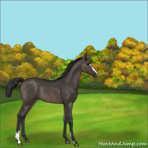 Horse Color:Brown Dun Sabino Rabicano 
