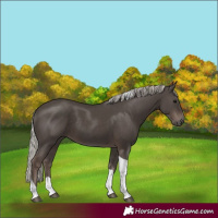 Horse Color:Silver Black Tobiano 