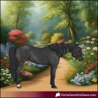 Horse Color:Black and Black