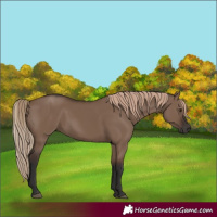 Horse Color:Liver Red Dun Rabicano 